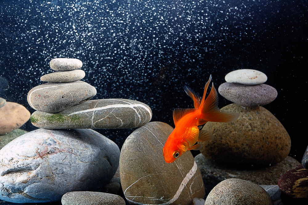 how-to-use-an-aquarium-air-pump-and-make-it-quieter-733417