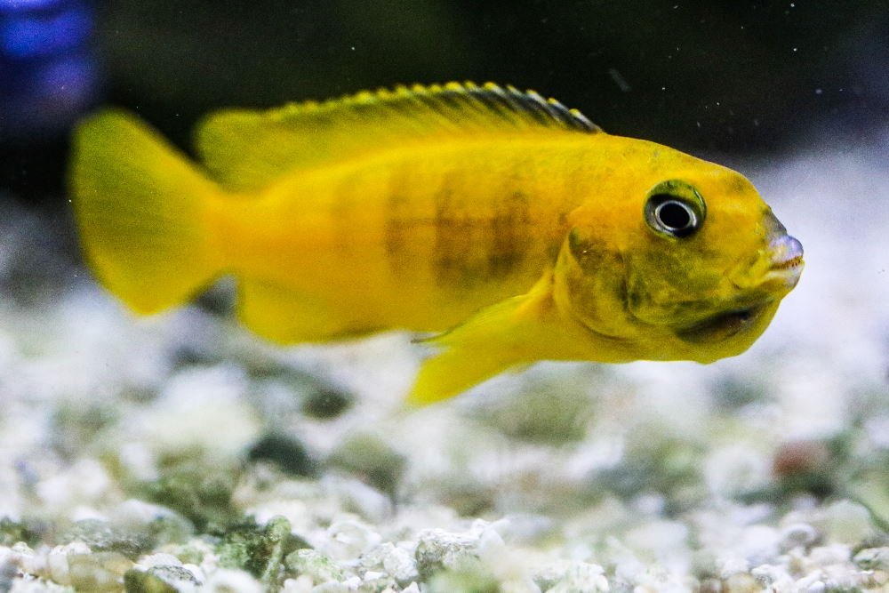 How to Use an Egg Tumbler to Hatch Aquarium Fish Eggs - Aquarium Co-Op