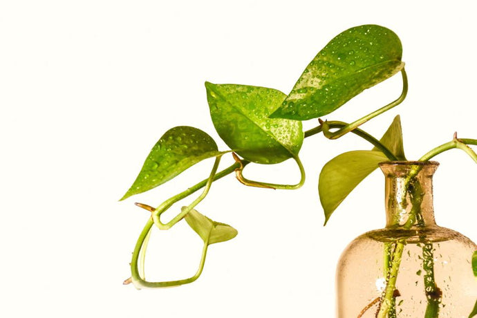 How to Use Pothos as a Natural Aquarium Filter