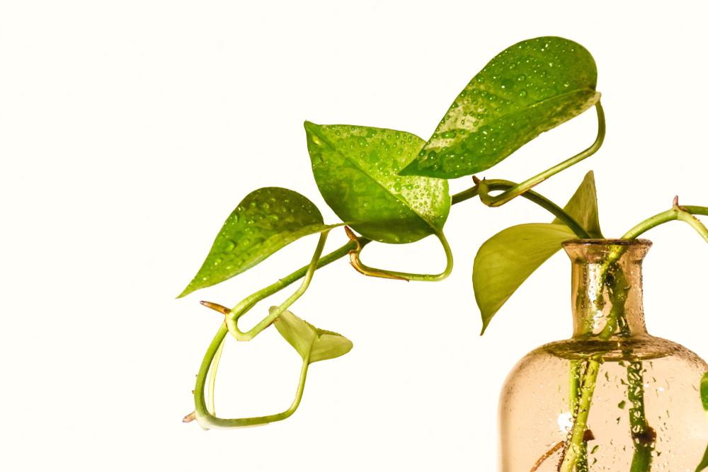 How to Use Pothos as a Natural Aquarium Filter - Aquarium Co-Op
