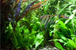 Straight Aquatic Plants Tweezers 13.2 long