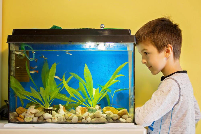 Is a Nano Aquarium right for me?
