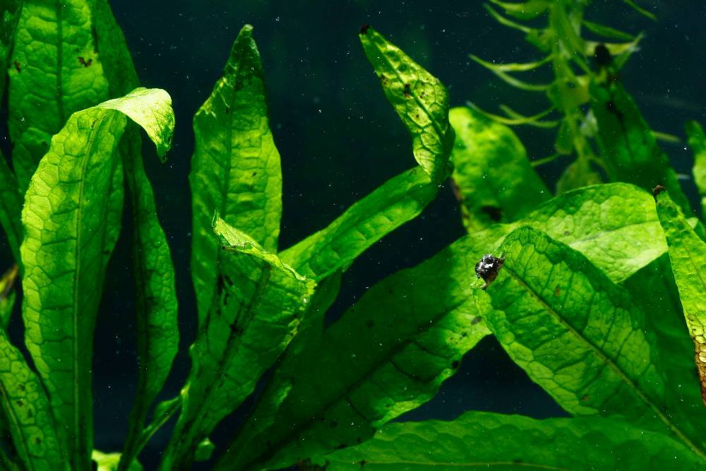 Java Fern (Microsorum pteropus) an Easy Aquatic Plant. - Aquarium Co-Op
