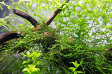 Java Moss - Easy Low-Light Plant for Beginners | Aquarium Co-Op