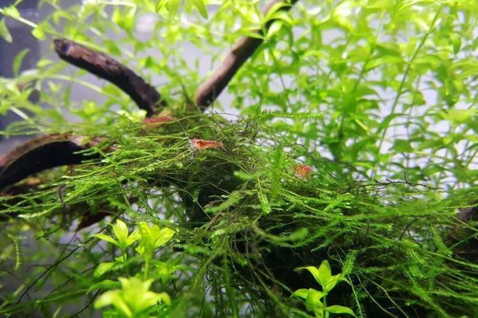 Java Moss - Easy Low-Light Plant for Beginners
