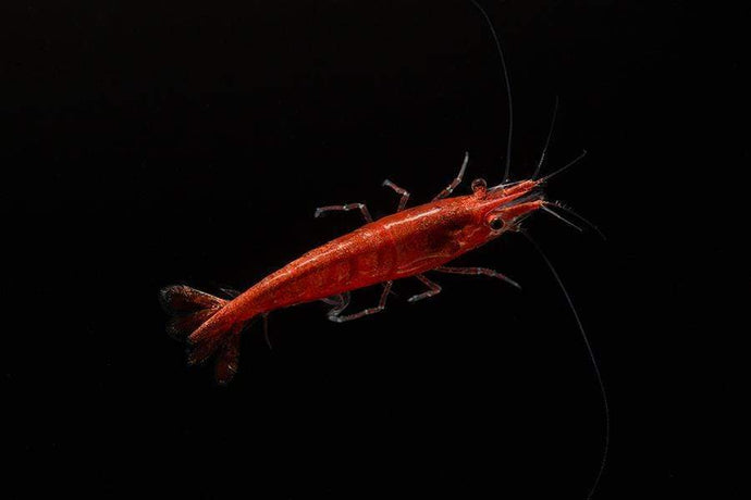 Keeping and Breeding Cherry Shrimp – Neocaridina davidi