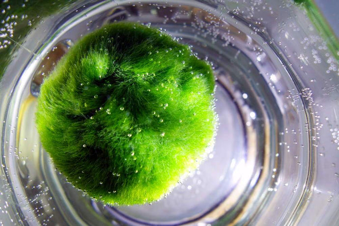 Marimo Moss Balls – The World’s Easiest Aquarium “Plant”