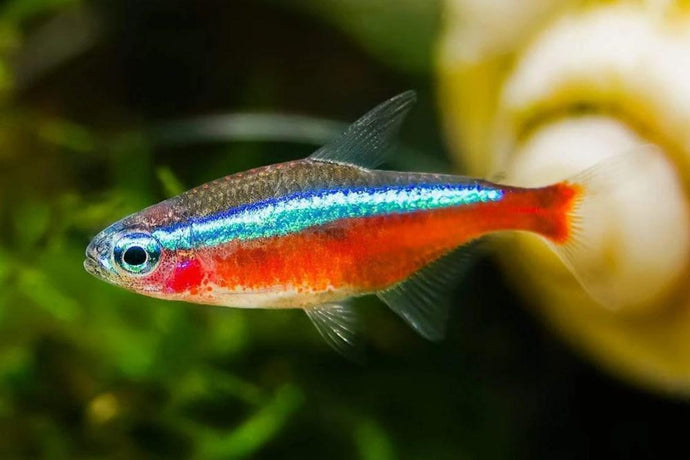 Neon Tetras and Cardinal Tetras