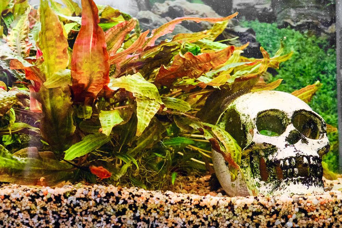 Nutrient Deficiencies: Why Your Aquarium Plants Are Dying