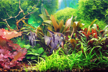 Our 5 Favorite Aquarium Plants That Everyone Should Try - Aquarium Co-Op