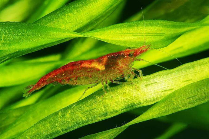 Our Favorite Easy & Low Light Plants: Cryptocoryne Lutea and Vallisneria