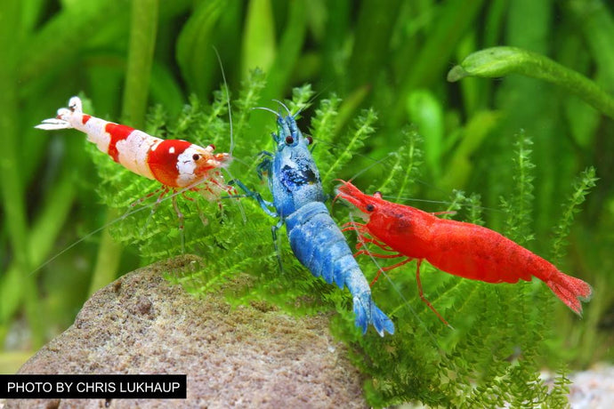 Overview of Freshwater Dwarf Shrimp – Popular Species, Tank Requirements, Feeding, and More