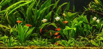 planted_aquarium_5ea99e8d-f3b7-4175-b28b-5df998713740
