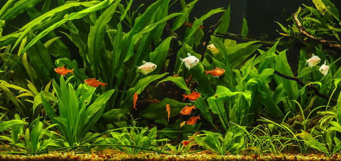 How to Choose Aquarium Plants