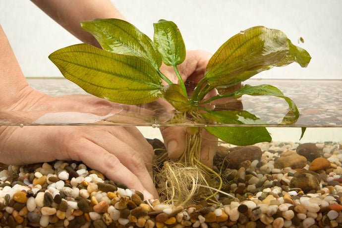 Quick Guide: How to Plant Live Aquarium Plants