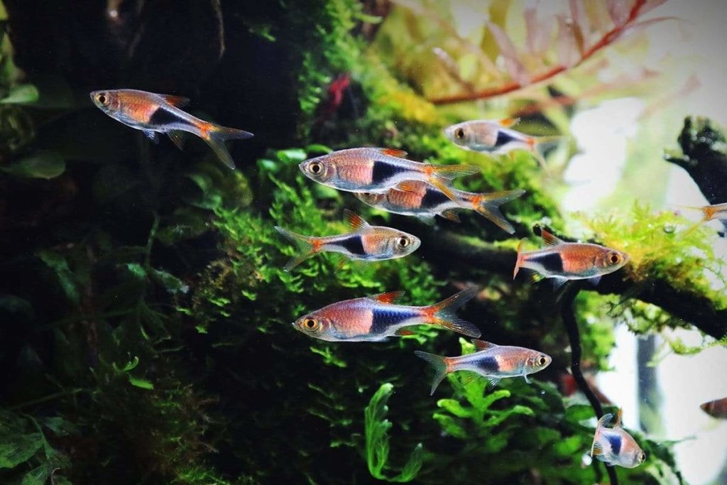 rasbora-hets-and-espei-rasboras-great-for-planted-aquariums-193793