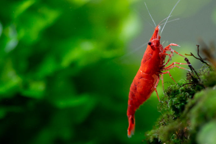 Red Cherry Shrimp "Neocardinia davidi" -  Breeding - Detailed Version