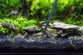 refresh-your-aquarium-and-passion-for-the-hobby-7607288