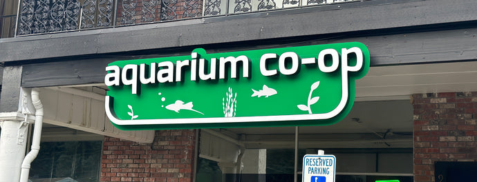 New Transparent Fish at Aquarium Co-Op!