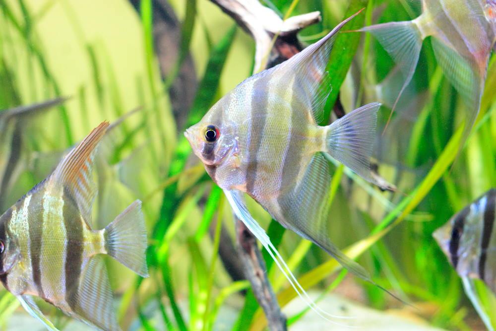 the-easy-guide-to-the-nitrogen-cycle-for-aquariums-327235