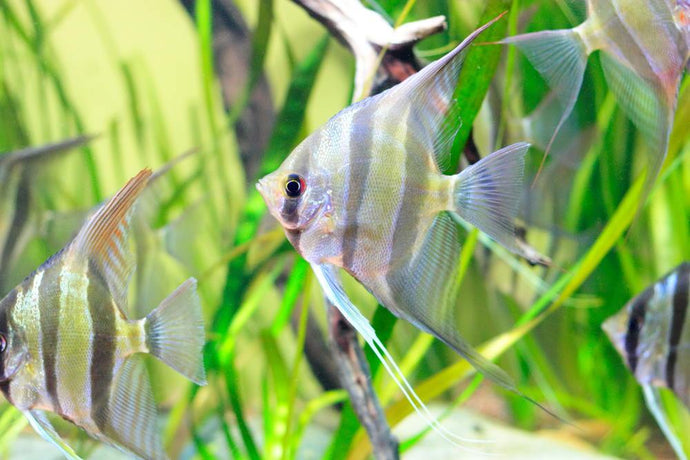 The Easy Guide to the Nitrogen Cycle for Aquariums