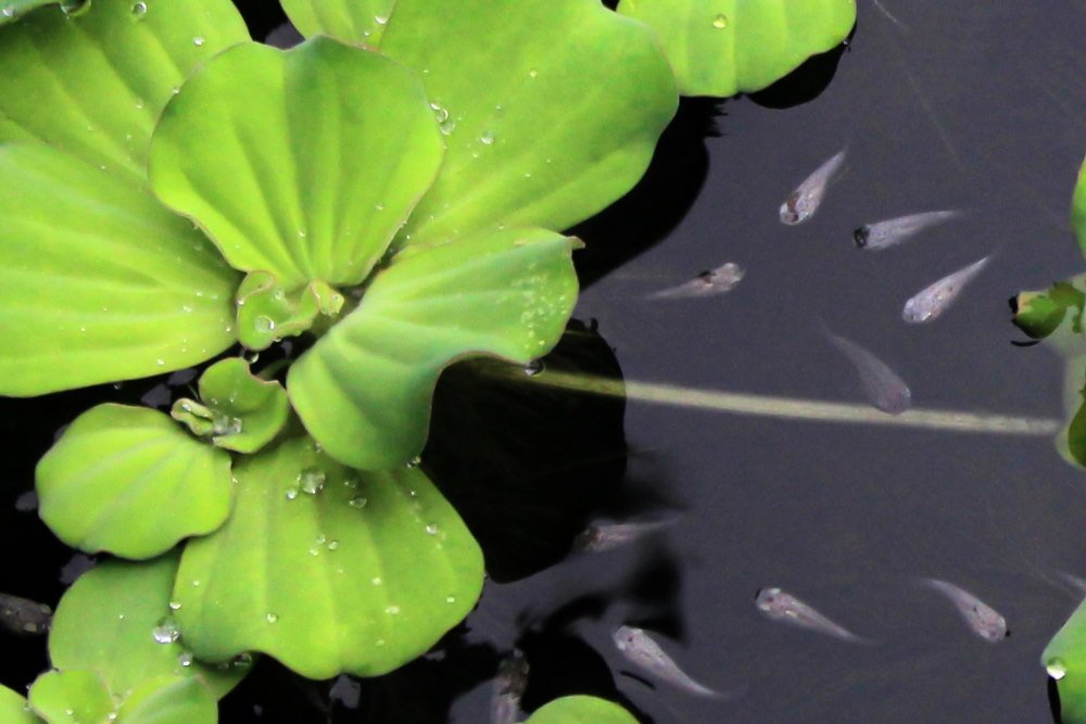 top-10-aquarium-plants-for-breeding-fish-and-raising-fry-1448151