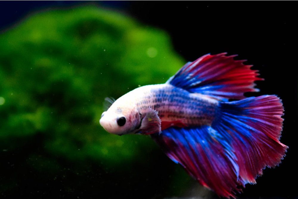 top-10-betta-fish-plants-for-your-aquarium-8284661