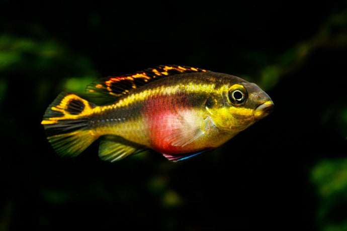 Top 10 Cichlids We Love to Keep in 29-Gallon Aquariums