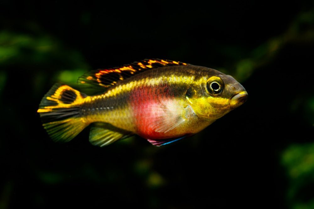 Top 10 Cichlids We Love to Keep in 29-Gallon Aquariums - Aquarium Co-Op
