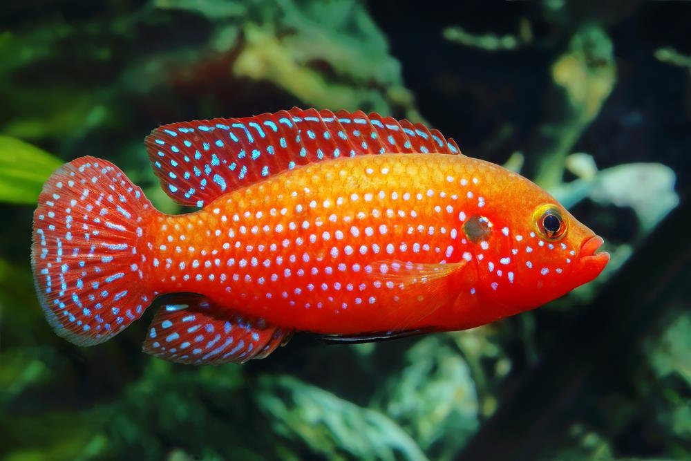 Fun Colored Fish Top 10 Colorful Fish to Brighten Up Your Next Freshwater Aquarium ...