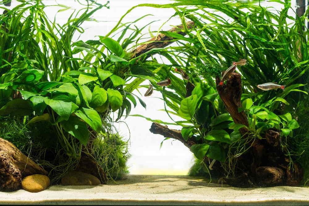 top-10-easy-aquarium-plants-for-beginners-5181272