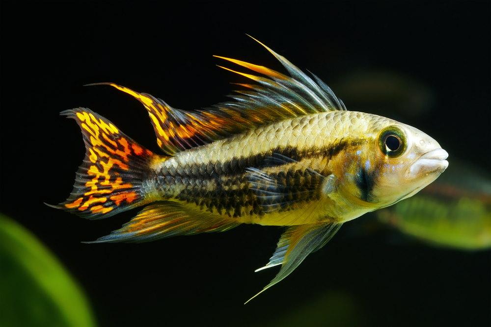 Top 10 Fish for a 10-Gallon Aquarium - Aquarium Co-Op