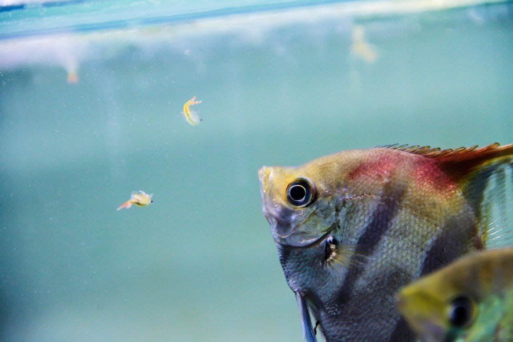 Top 10 Live Foods to Feed Your Aquarium Fish - Aquarium Co-Op