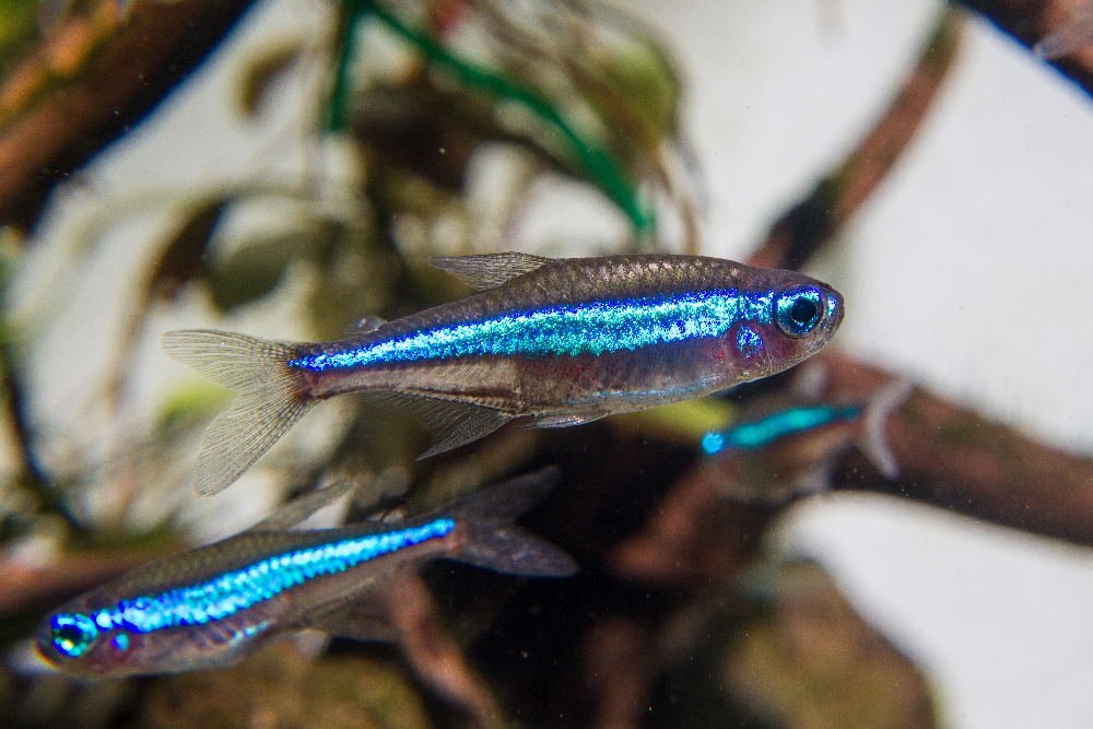 Top 10 Stunning Nano Fish for Your Next Small Fish Tank - Aquarium Co-Op