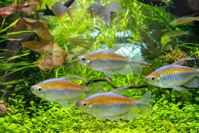 Top 10 Tetras for Your Next Community Aquarium