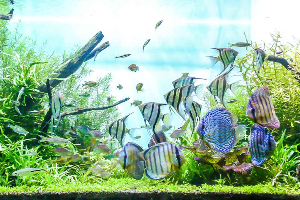Top 5 Freshwater Aquarium Fish That Love Soft Water | Aquarium Co-Op