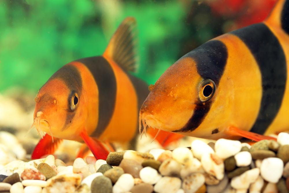 Top 5 Bottom Dwellers - Aquarium Co-Op