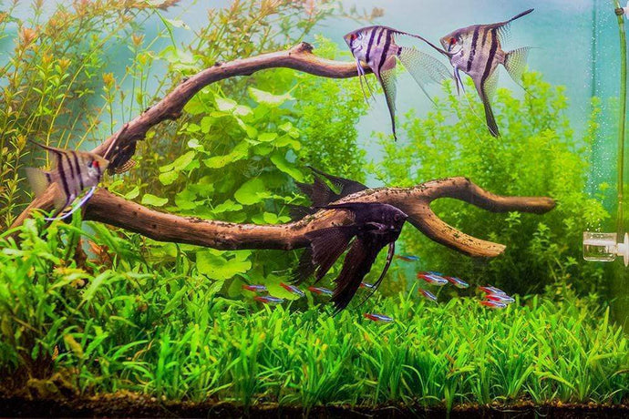 Top 5 Centerpiece Fish for Your Small to Medium Sized Community Aquarium