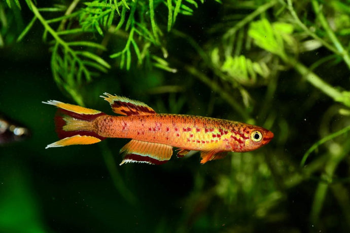 Top 5 Colorful Killifish That Every Fish Keeper Should Try