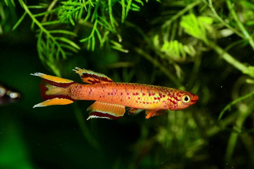 Top 5 Colorful Killifish That Every Fish Keeper Should Try - Aquarium Co-Op