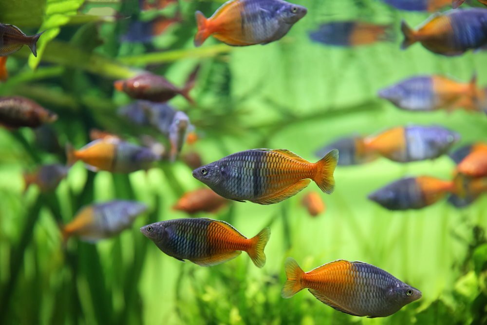 Top 5 Dither Fish to Help Shy or Aggressive Fish - Aquarium Co-Op
