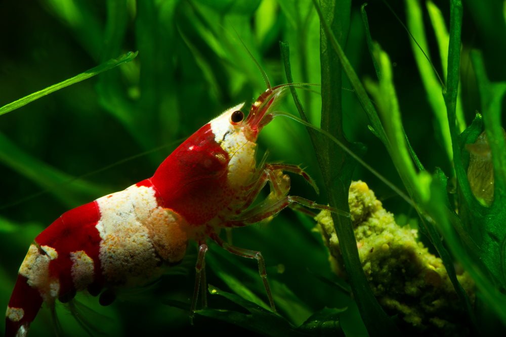 top-5-dwarf-shrimp-for-your-next-freshwater-aquarium-597190