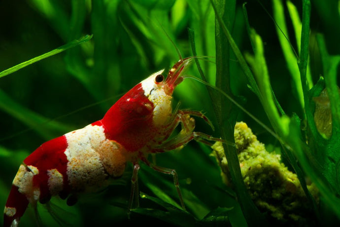 Top 5 Dwarf Shrimp for Your Next Freshwater Aquarium