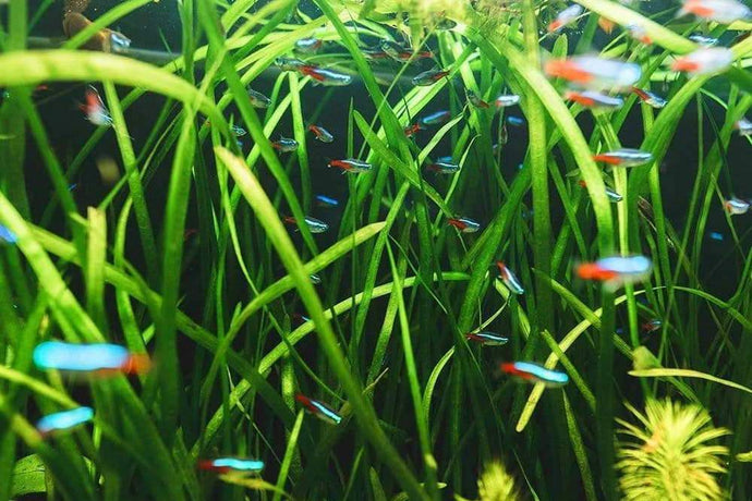 Top 5 Easy Aquarium Plants