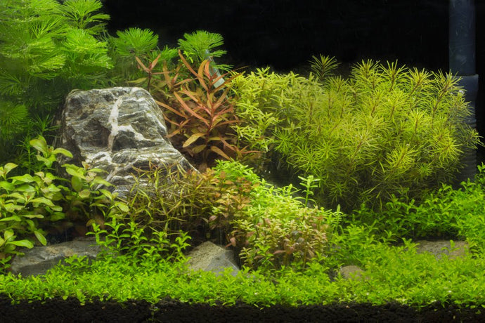 Top 5 Midground Plants to Balance Your Planted Aquarium