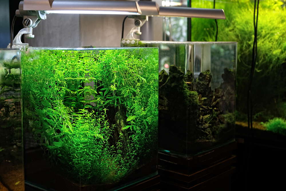 Top 5 Nano Fish for a 5-Gallon Aquarium - Aquarium Co-Op