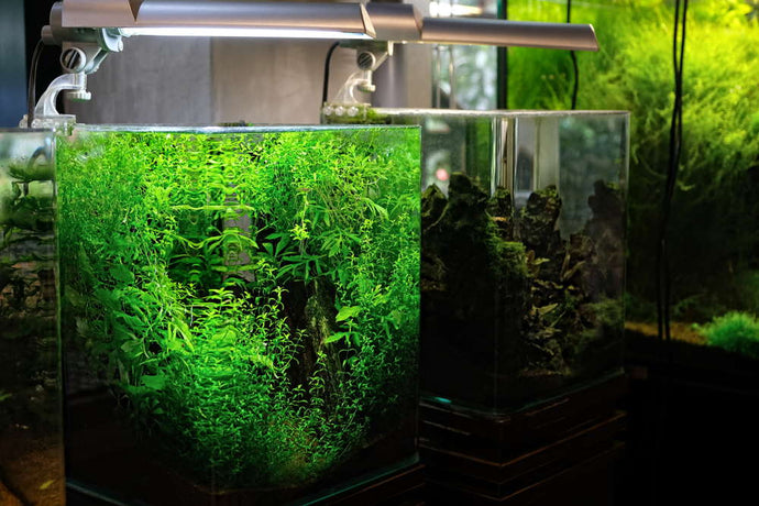 Top 5 Nano Fish for a 5-Gallon Aquarium