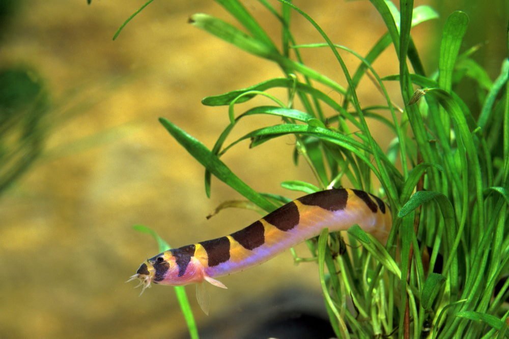 Top 5 Oddball Fish for a 10-Gallon Aquarium - Aquarium Co-Op