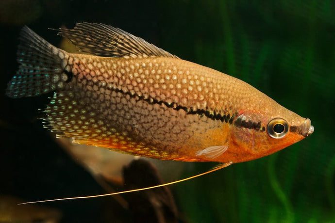 Top 5 Peaceful Gouramis for a Community Tank