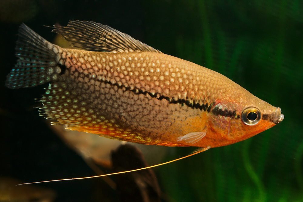 Top 5 Peaceful Gouramis for a Community Tank - Aquarium Co-Op